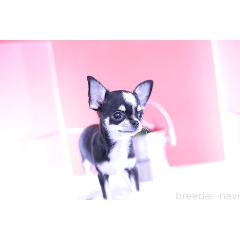 成約済の愛知県のチワワ(スムースコート)-396455の9枚目