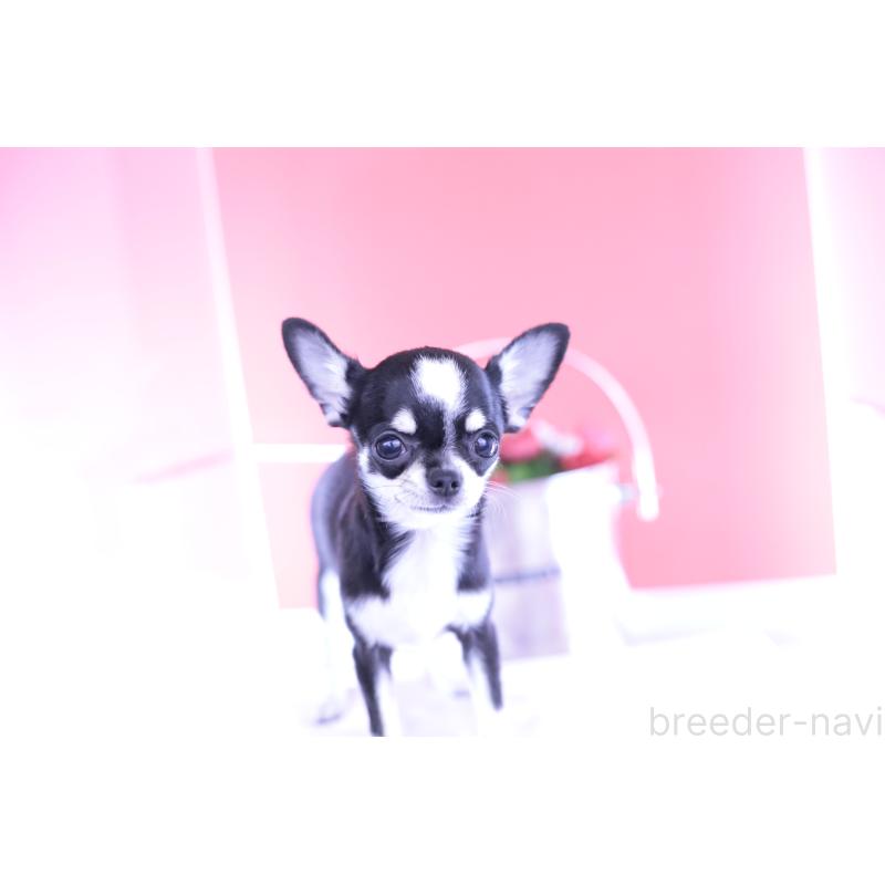 成約済の愛知県のチワワ(スムースコート)-396455の8枚目