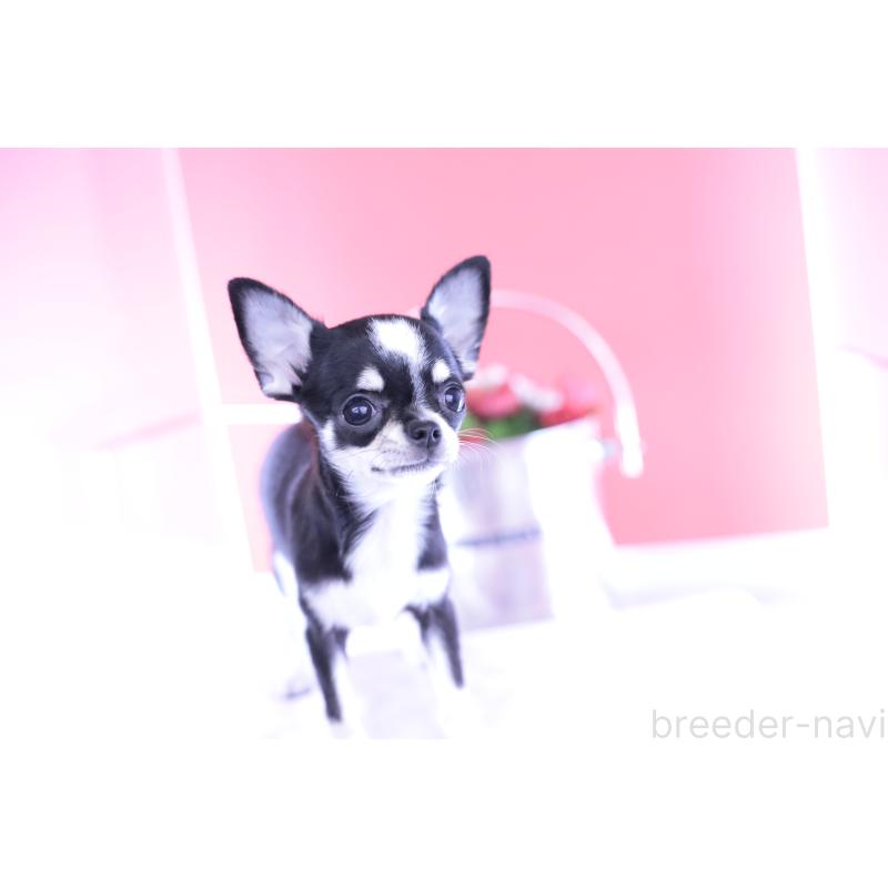 成約済の愛知県のチワワ(スムースコート)-396455の7枚目