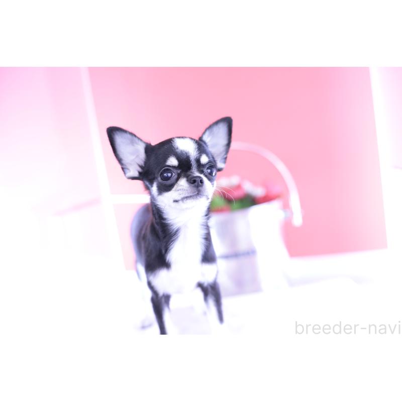 成約済の愛知県のチワワ(スムースコート)-396455の6枚目