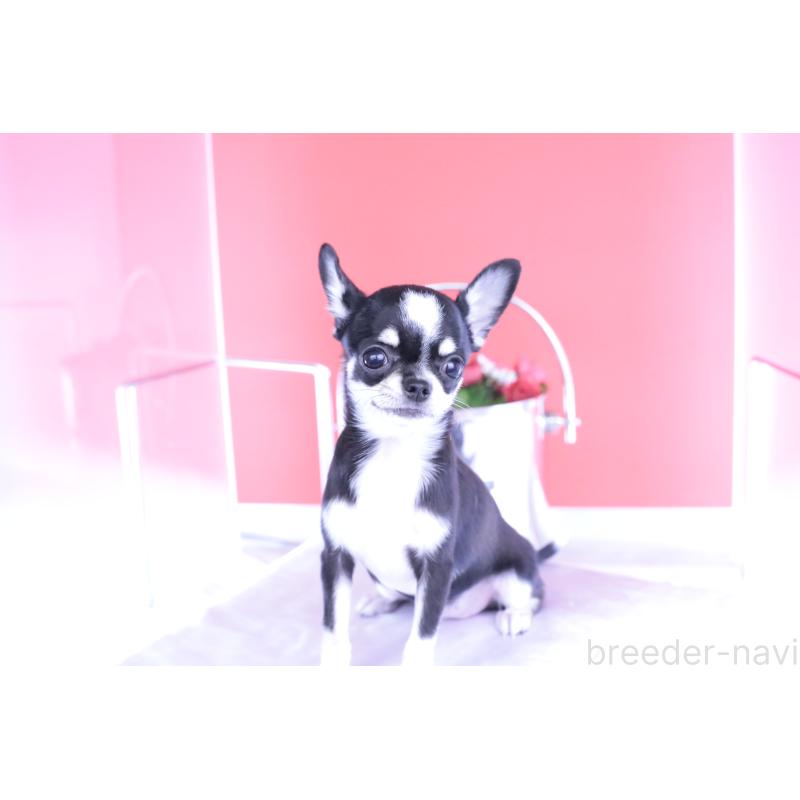 成約済の愛知県のチワワ(スムースコート)-396455の2枚目