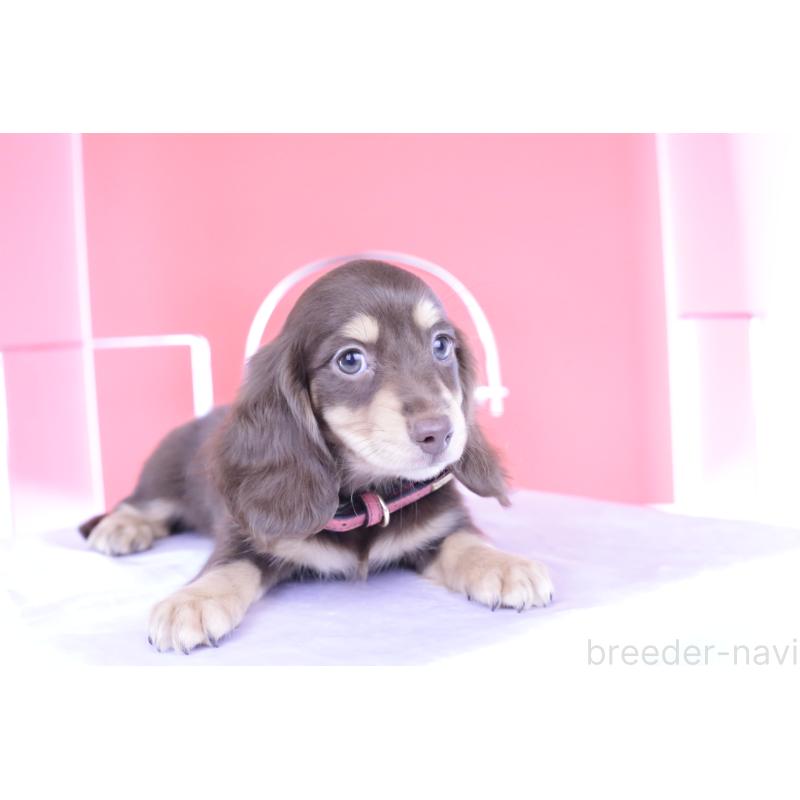 成約済の愛知県のミニチュアダックスフンド(ロングヘアード)-404196の15枚目