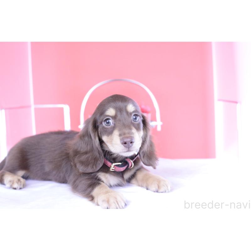 成約済の愛知県のミニチュアダックスフンド(ロングヘアード)-404196の12枚目