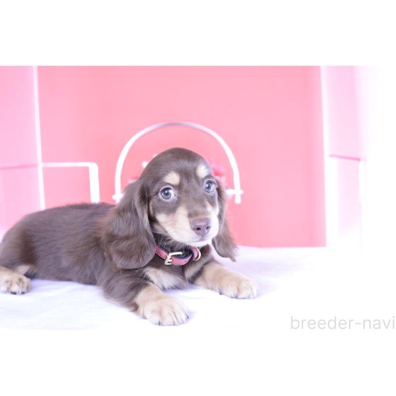 成約済の愛知県のミニチュアダックスフンド(ロングヘアード)-404196の11枚目