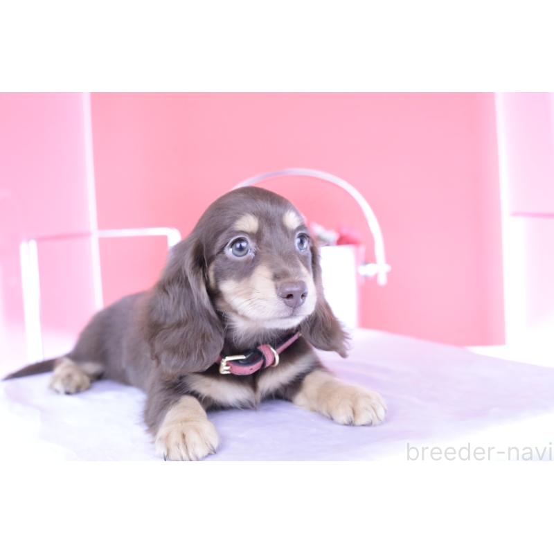 成約済の愛知県のミニチュアダックスフンド(ロングヘアード)-404196の7枚目