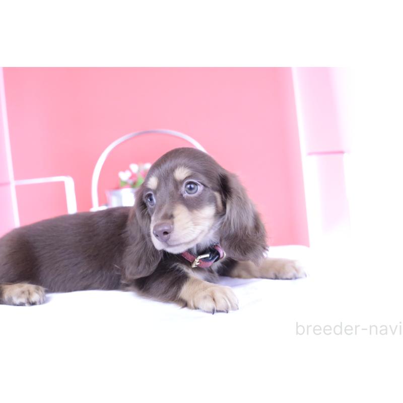 成約済の愛知県のミニチュアダックスフンド(ロングヘアード)-404196の6枚目