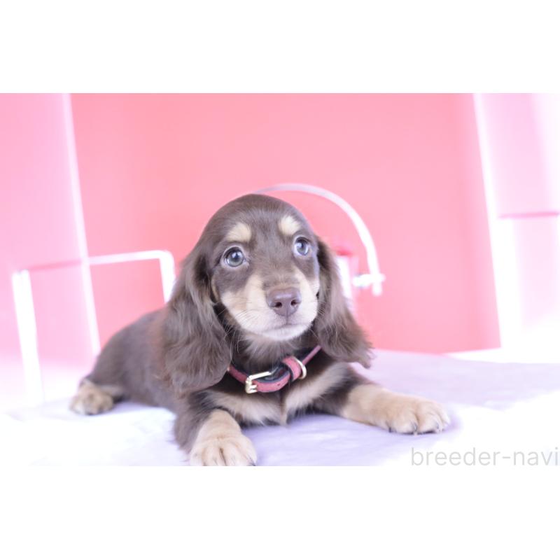 成約済の愛知県のミニチュアダックスフンド(ロングヘアード)-404196の5枚目