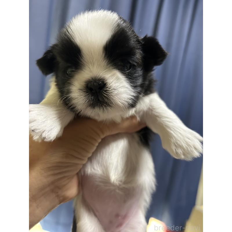 販売中の山口県のシーズー-411157の2枚目