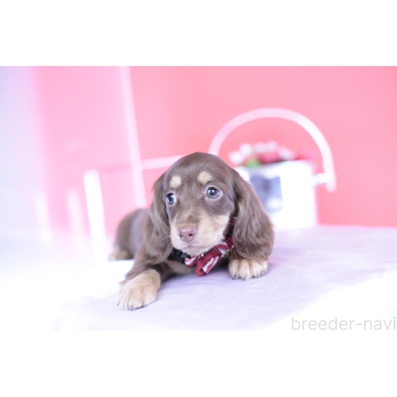 成約済の愛知県のミニチュアダックスフンド(ロングヘアード)-404197の13枚目