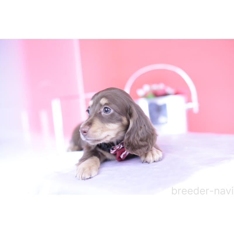 成約済の愛知県のミニチュアダックスフンド(ロングヘアード)-404197の12枚目