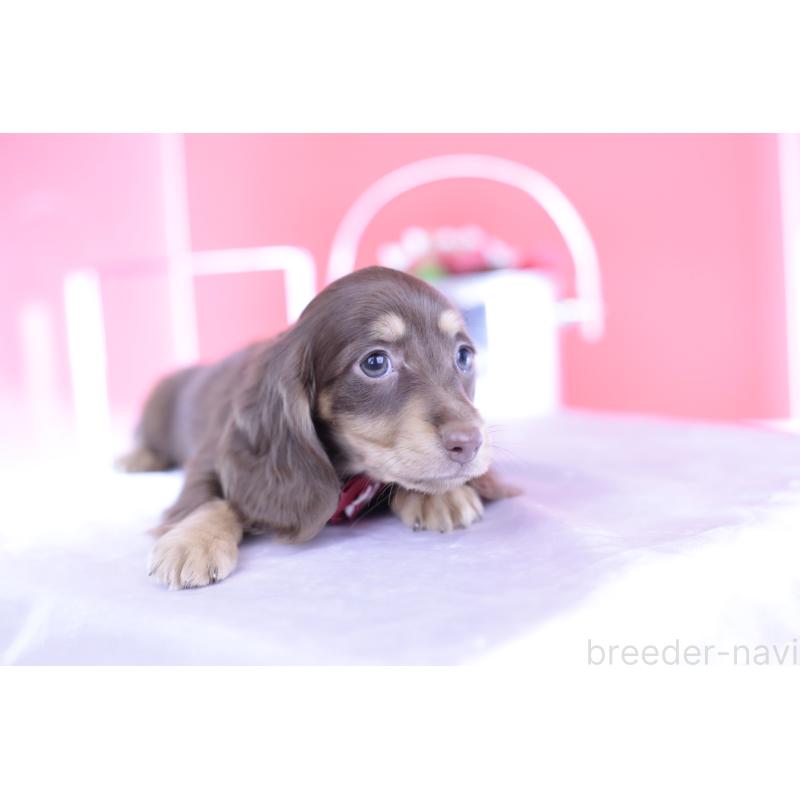 成約済の愛知県のミニチュアダックスフンド(ロングヘアード)-404197の9枚目