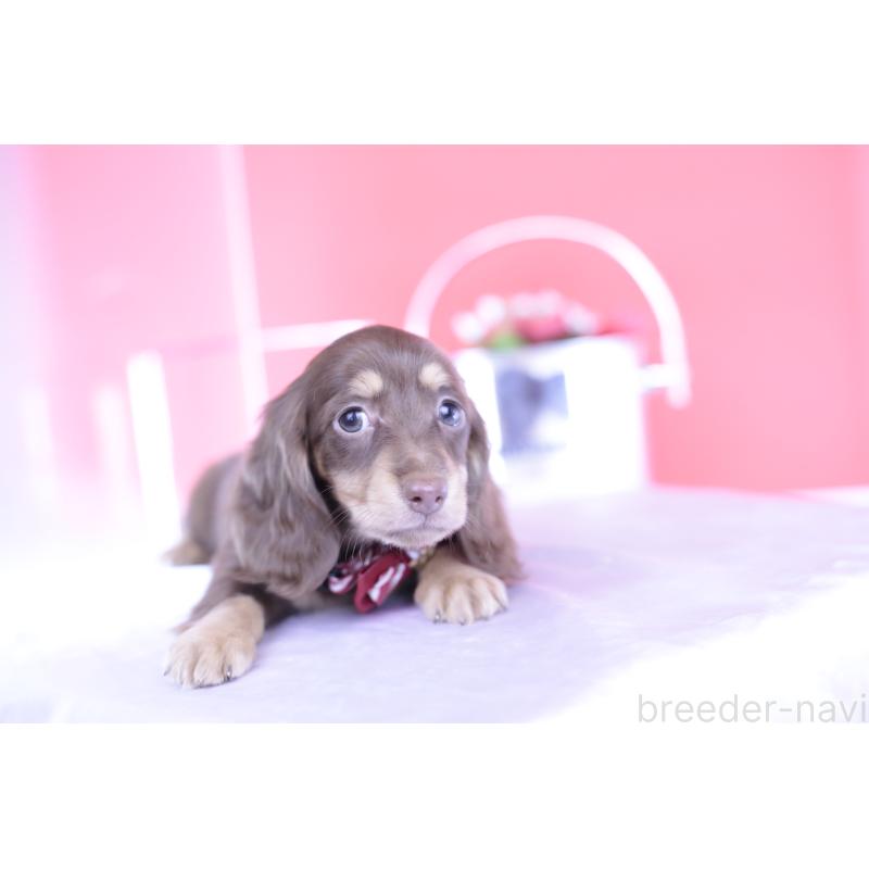 成約済の愛知県のミニチュアダックスフンド(ロングヘアード)-404197の8枚目