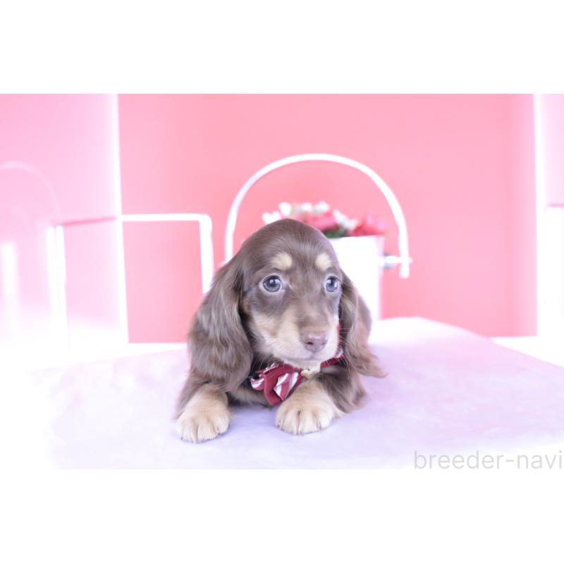 成約済の愛知県のミニチュアダックスフンド(ロングヘアード)-404197の4枚目