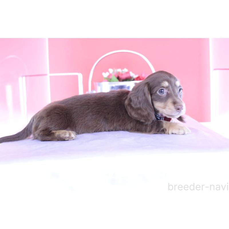 成約済の愛知県のミニチュアダックスフンド(ロングヘアード)-404197の2枚目