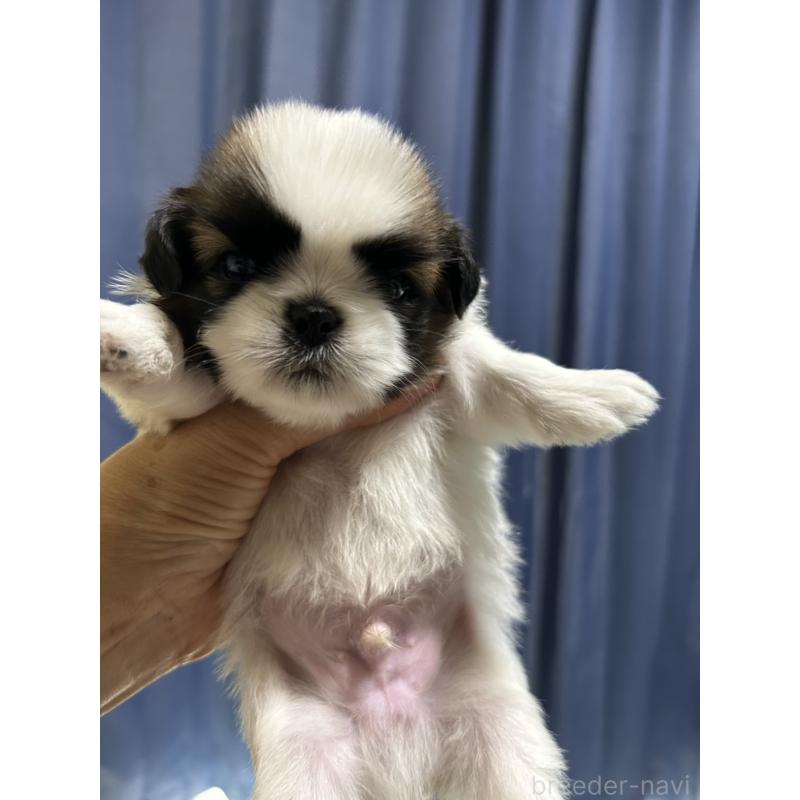 販売中の山口県のシーズー-411166の2枚目