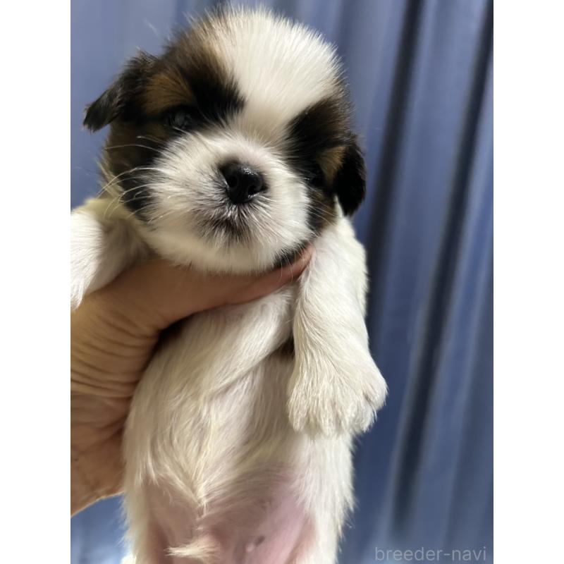 販売中の山口県のシーズー-411169の2枚目
