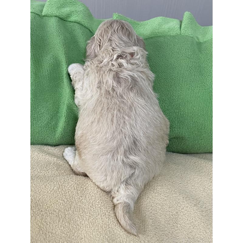 販売中の滋賀県のミックス犬-411173の5枚目