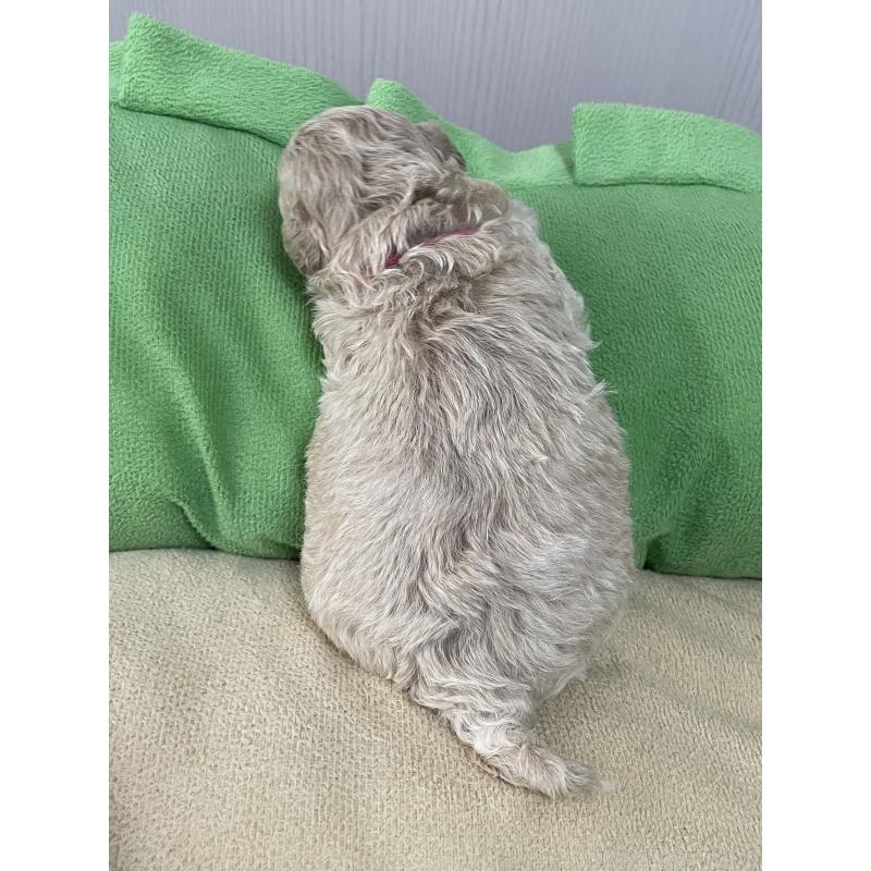 販売中の滋賀県のミックス犬-411174の5枚目