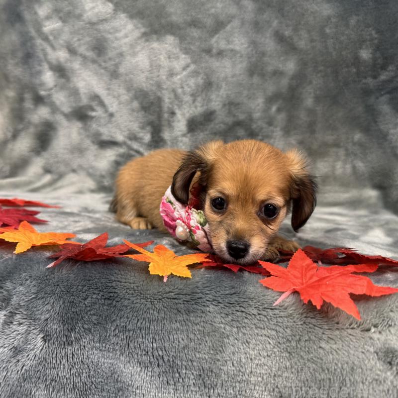 成約済の愛知県のチワックス:チワワ×ミニチュアダックスフンド-405605の3枚目