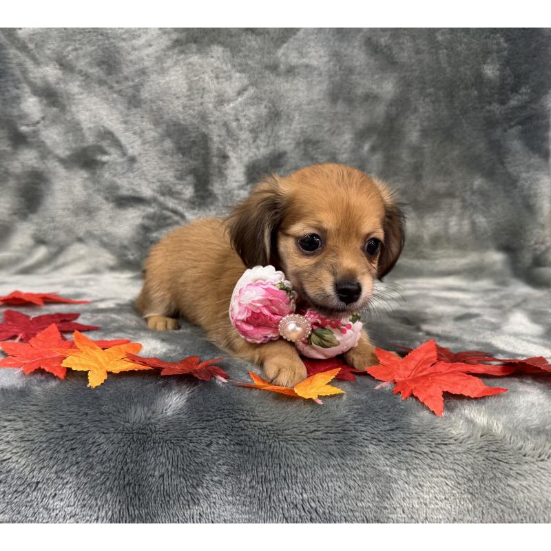 成約済の愛知県のチワックス:チワワ×ミニチュアダックスフンド-405605の2枚目