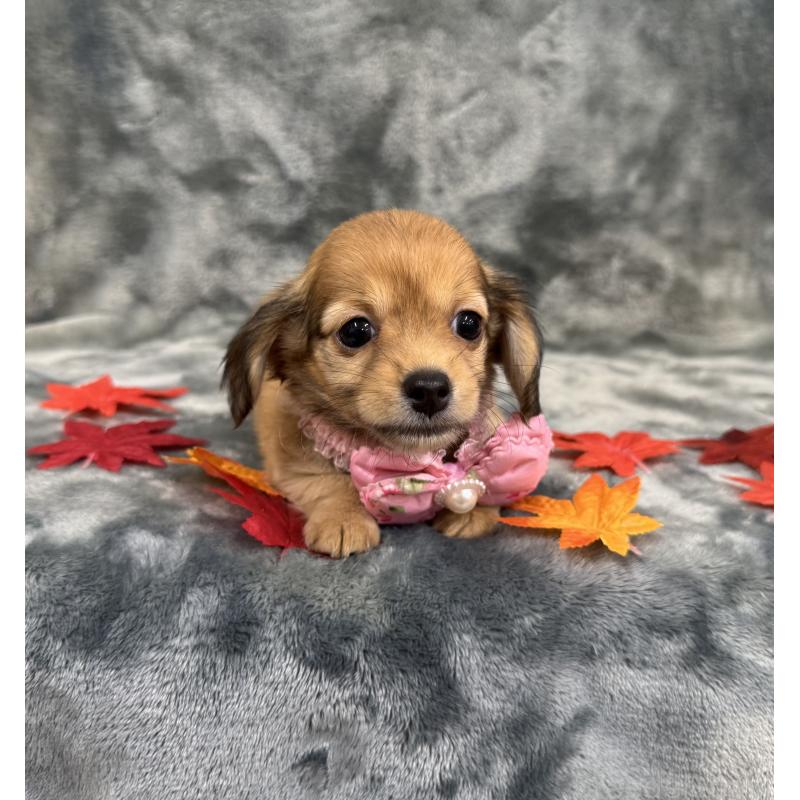 成約済の愛知県のチワックス:チワワ×ミニチュアダックスフンド-405603の2枚目