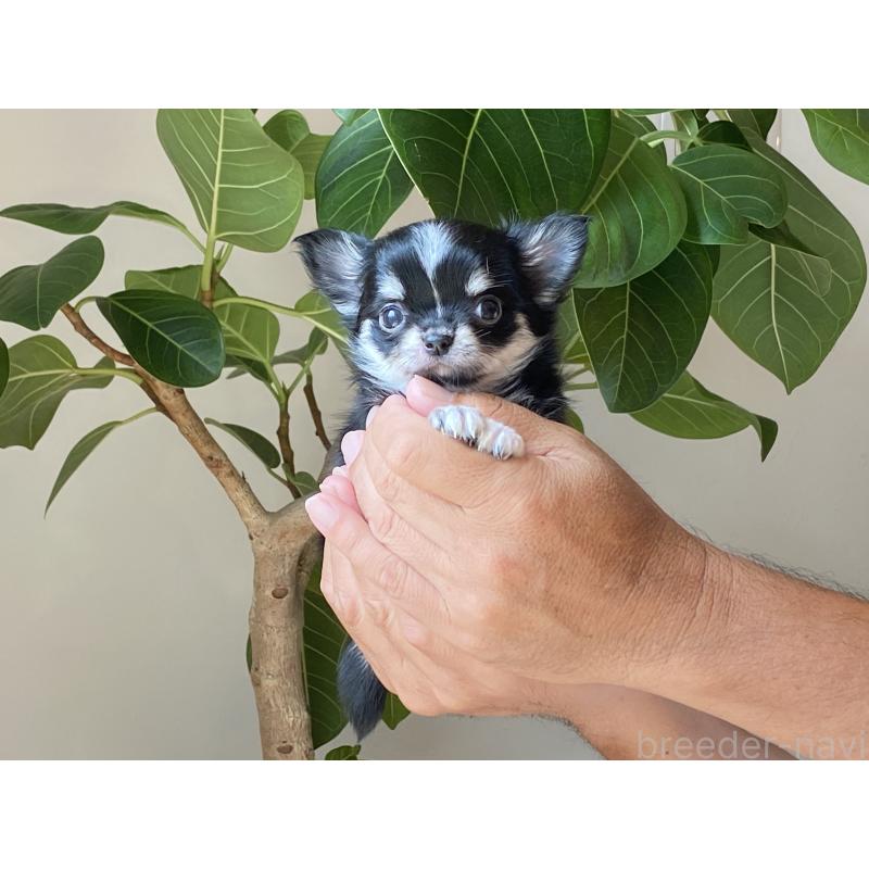 成約済の静岡県のチワワ(ロングコート)-409452の6枚目