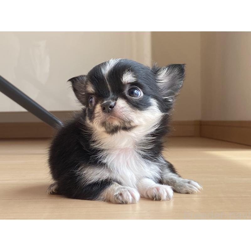 成約済の静岡県のチワワ(ロングコート)-409452の5枚目