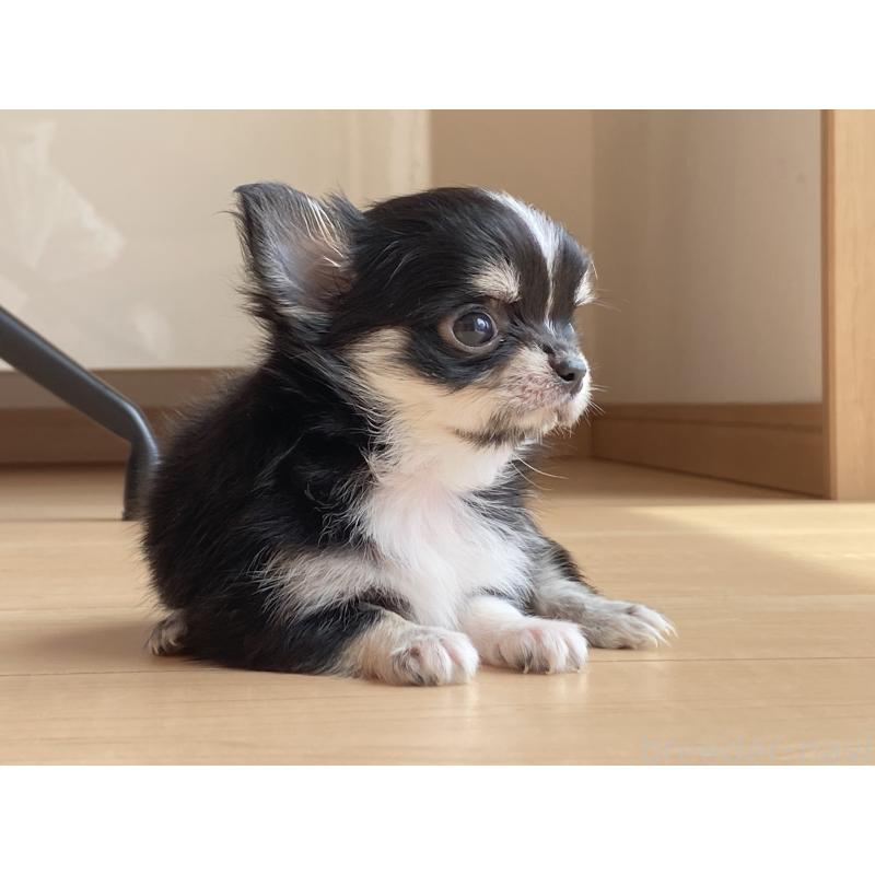 成約済の静岡県のチワワ(ロングコート)-409452の4枚目