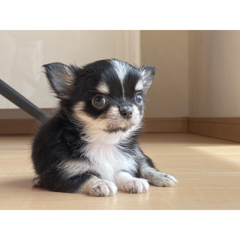 成約済の静岡県のチワワ(ロングコート)-409452の3枚目