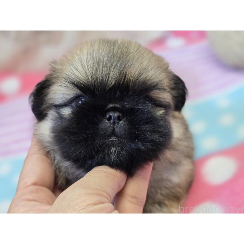 販売中の香川県のペキニーズ-411095の2枚目