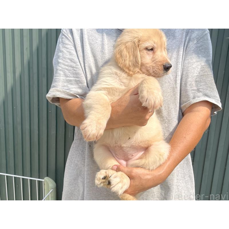 販売中の岐阜県のゴールデンレトリーバー-411212の6枚目