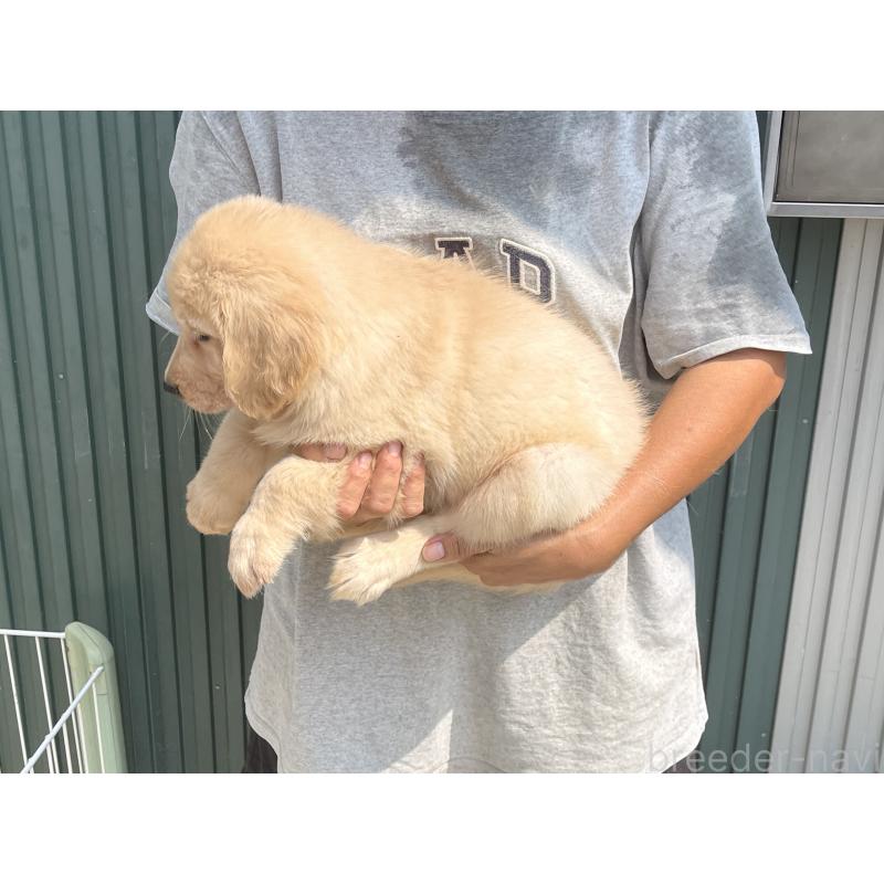 販売中の岐阜県のゴールデンレトリーバー-411212の4枚目