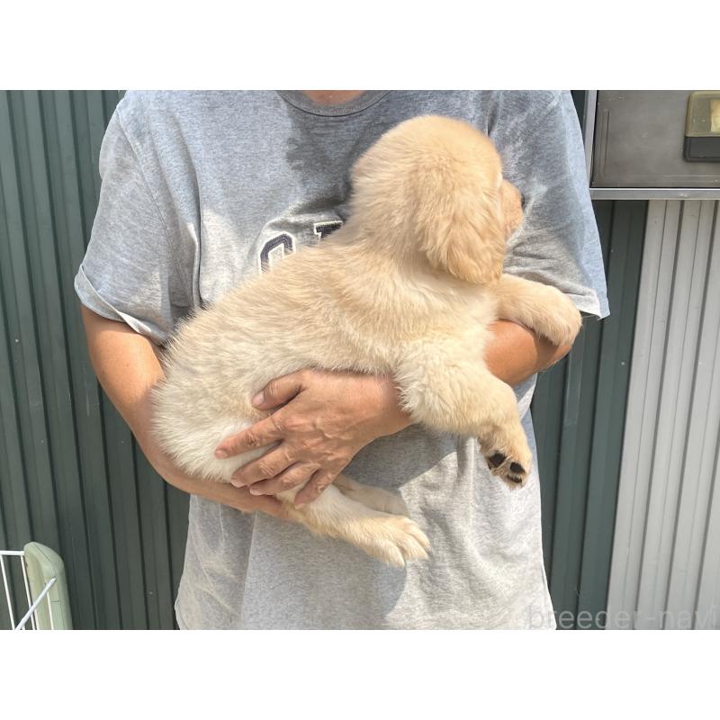 販売中の岐阜県のゴールデンレトリーバー-411212の3枚目