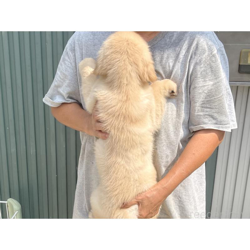 販売中の岐阜県のゴールデンレトリーバー-411212の2枚目
