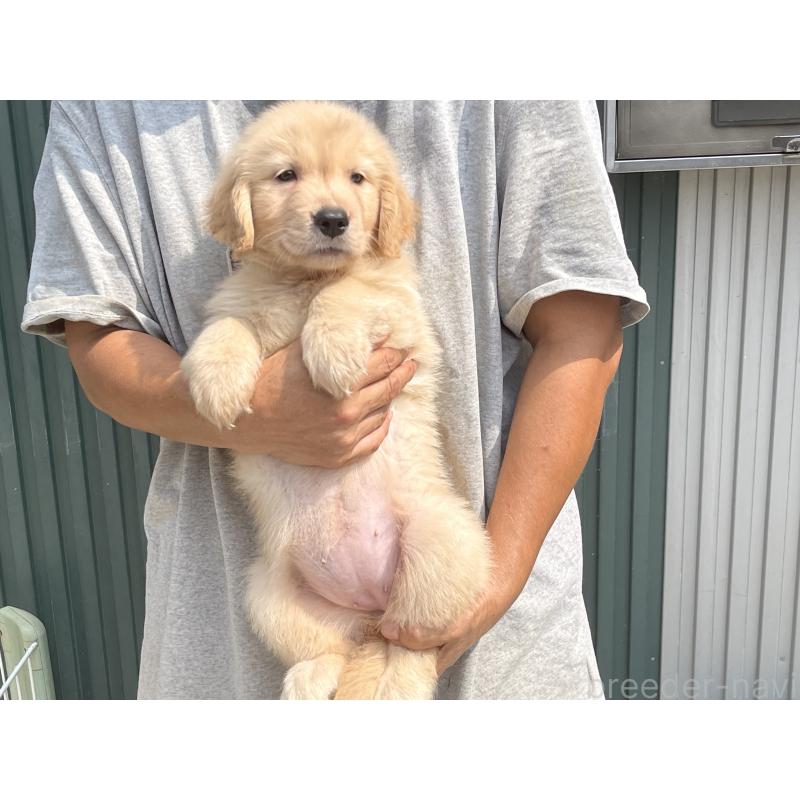 販売中の岐阜県のゴールデンレトリーバー-411213の6枚目