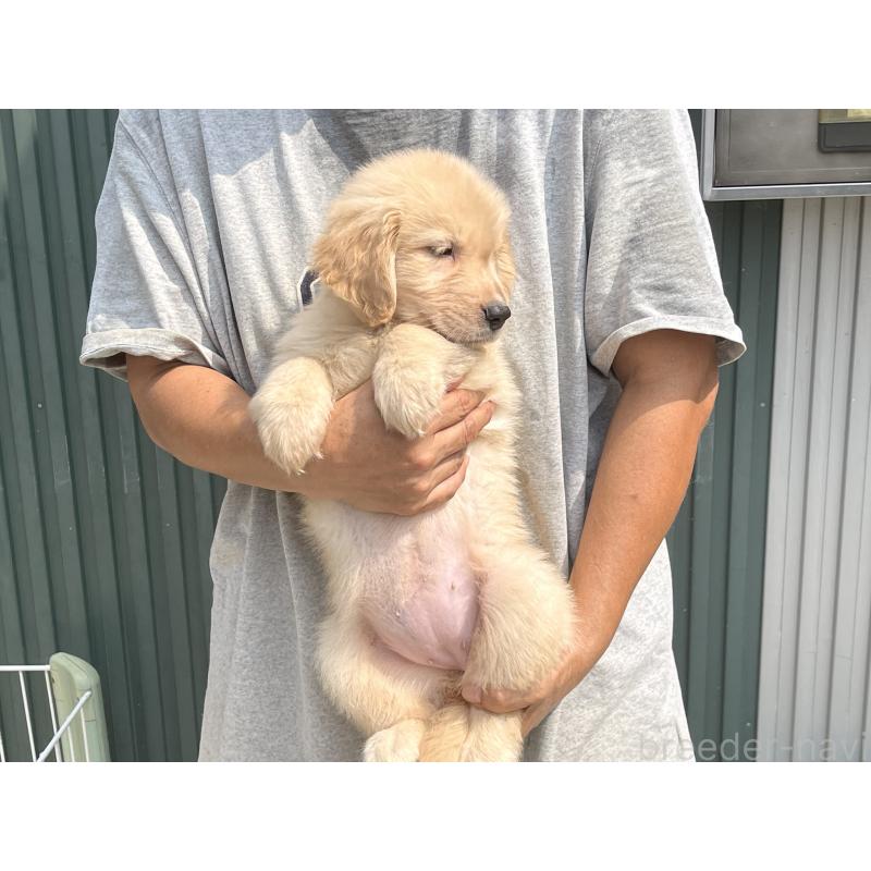 販売中の岐阜県のゴールデンレトリーバー-411213の5枚目