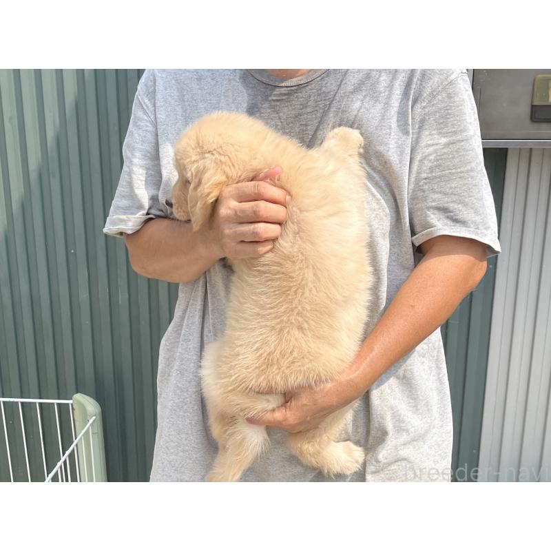 販売中の岐阜県のゴールデンレトリーバー-411213の2枚目
