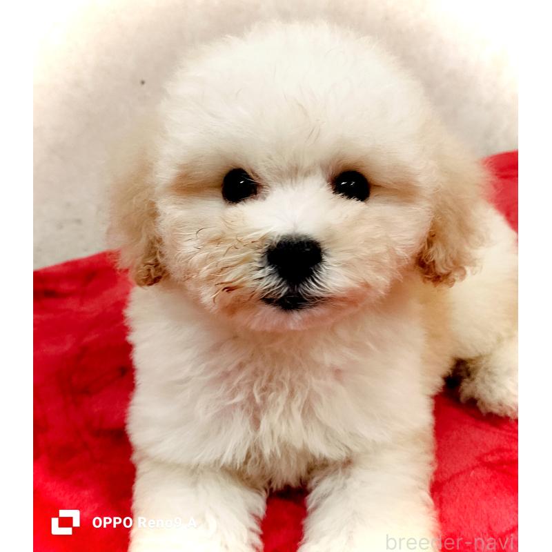 販売中の沖縄県のミックス犬-411230の1枚目