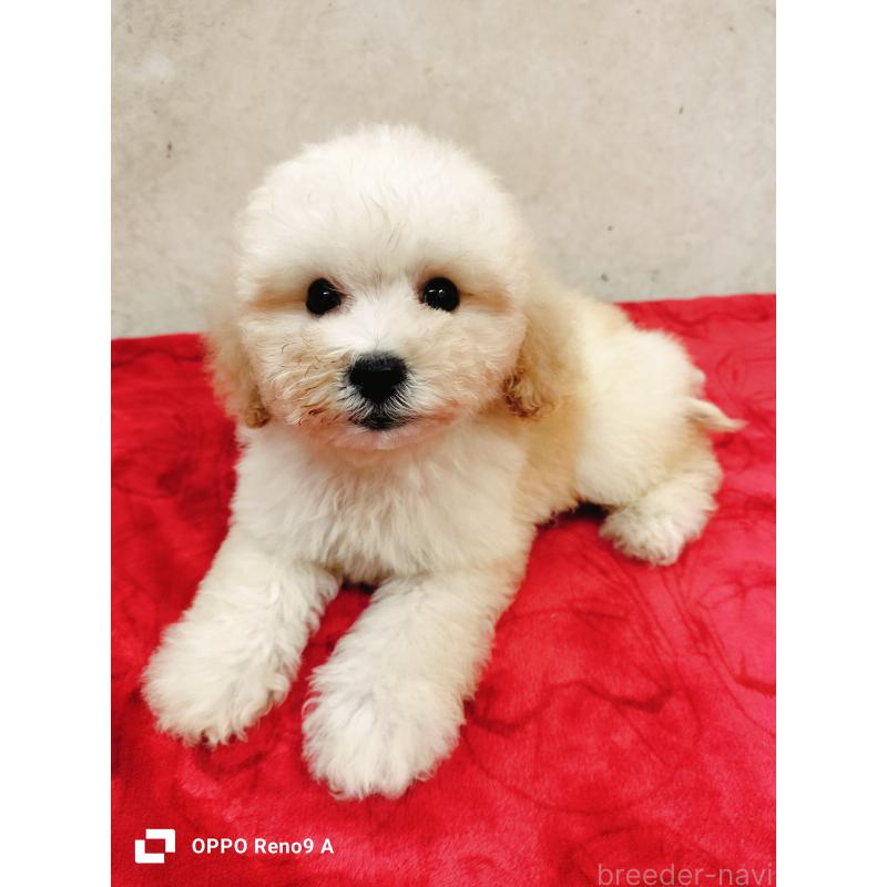 販売中の沖縄県のミックス犬-411230の3枚目