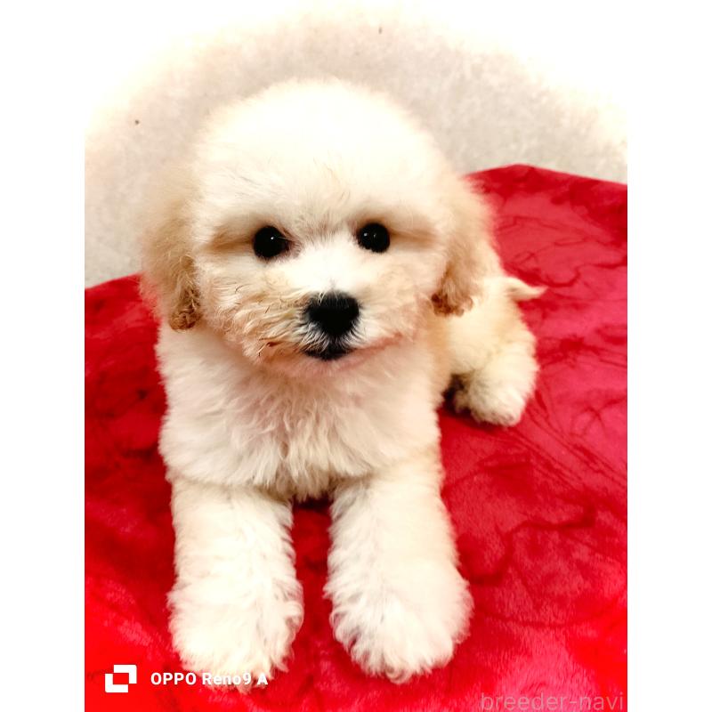 販売中の沖縄県のミックス犬-411230の2枚目