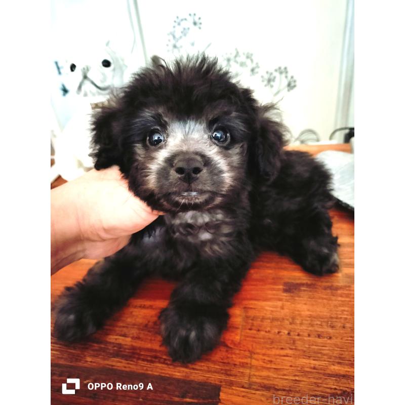 販売中の沖縄県のミックス犬-411232の1枚目