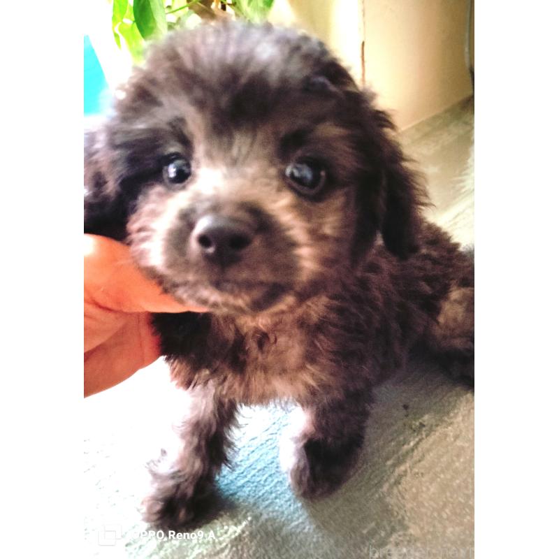 販売中の沖縄県のミックス犬-411232の2枚目