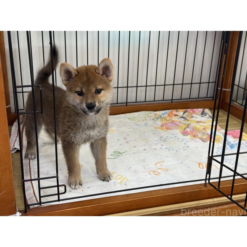 成約済の岡山県の柴犬-408006の7枚目