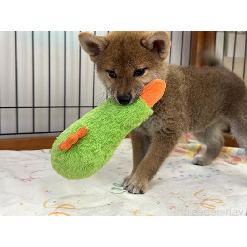成約済の岡山県の柴犬-408006の6枚目