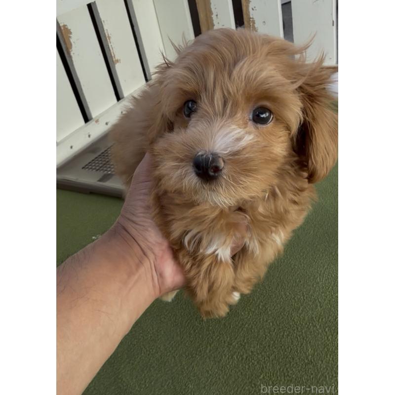 成約済の福岡県のマルプー:マルチーズ×トイプードル-409181の6枚目