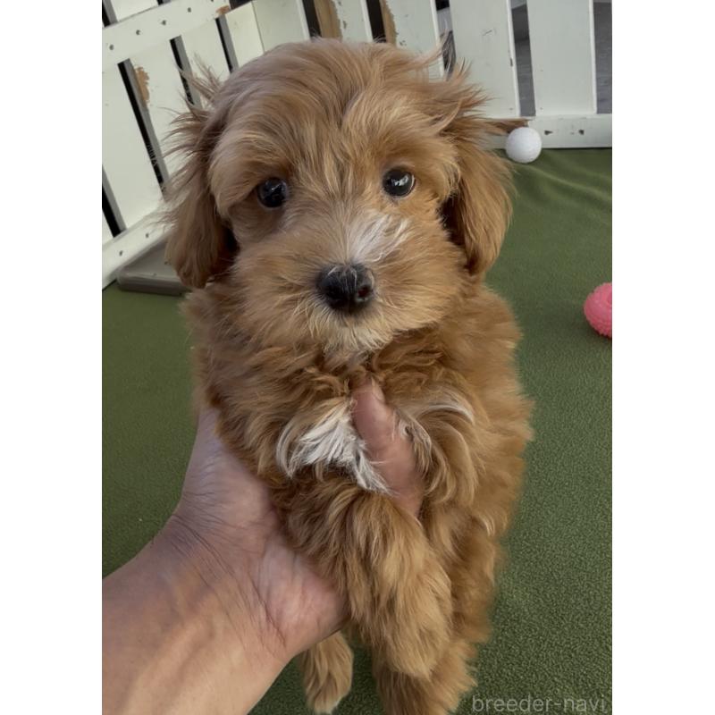 成約済の福岡県のマルプー:マルチーズ×トイプードル-409181の5枚目