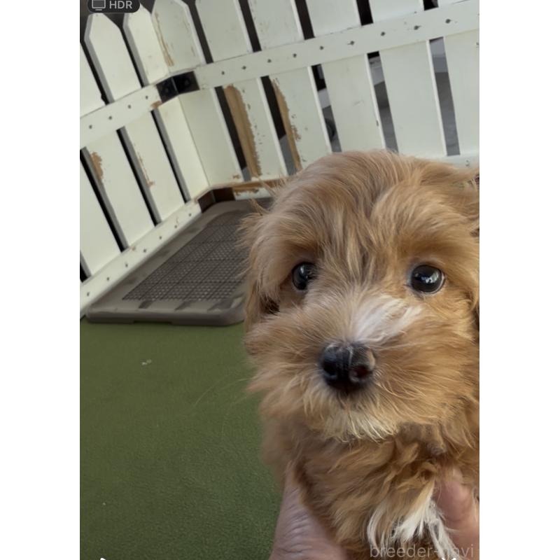 成約済の福岡県のマルプー:マルチーズ×トイプードル-409181の4枚目