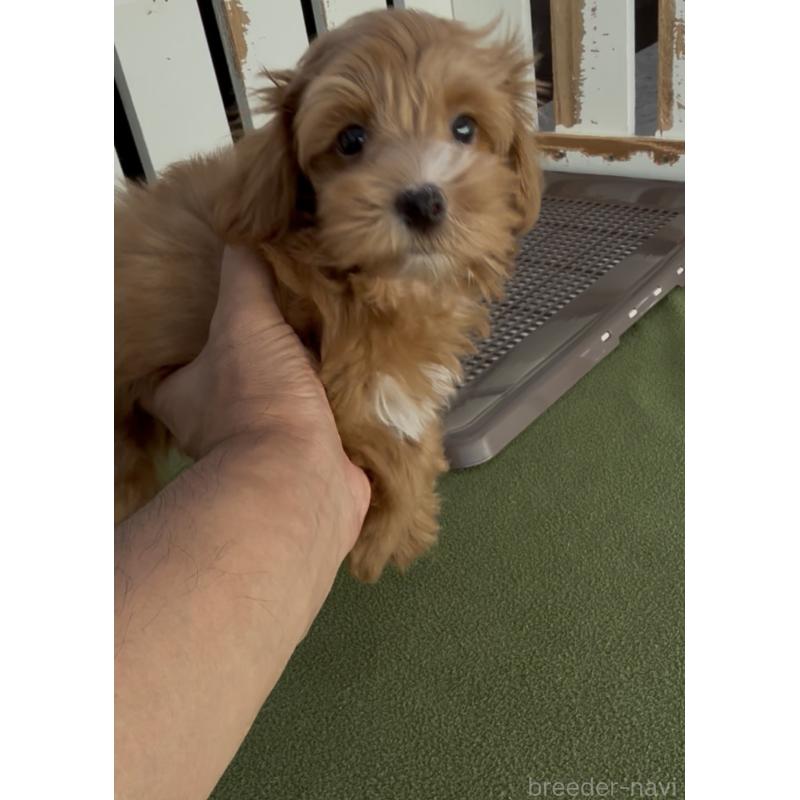 成約済の福岡県のマルプー:マルチーズ×トイプードル-409181の3枚目