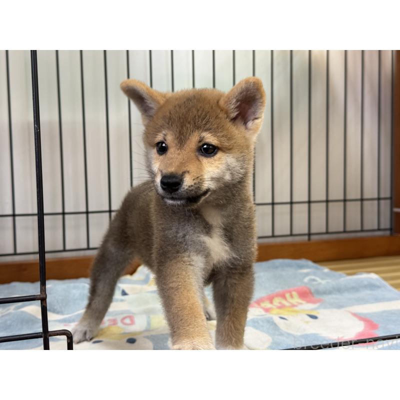 成約済の岡山県の柴犬-409315の4枚目