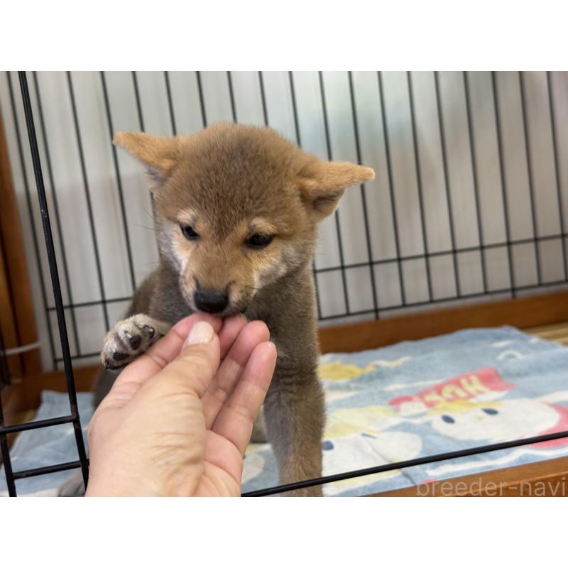 成約済の岡山県の柴犬-409315の3枚目